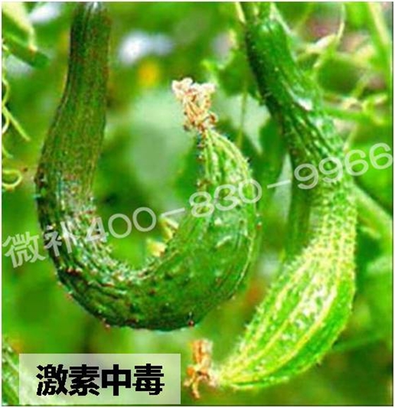 #微肥課堂#葉面肥含激素好嗎？