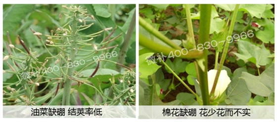 春季作物為什么需要大量用硼肥？