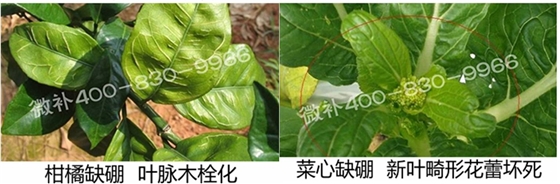 春季作物為什么需要大量用硼肥？