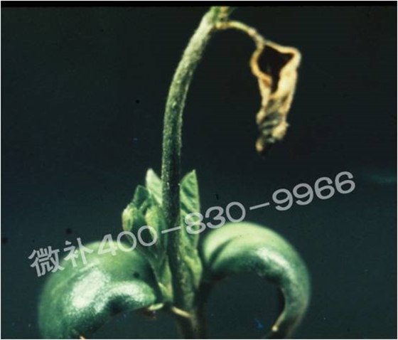 莖尖枯死，到底是缺硼還是缺鈣？