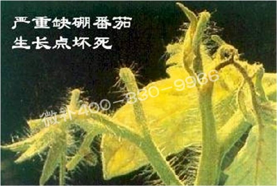 莖尖枯死，到底是缺硼還是缺鈣？