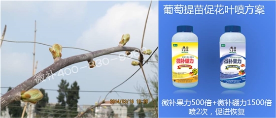 獼猴桃萌芽期如何施肥，才能促進萌芽齊、萌芽壯？