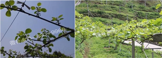 獼猴桃萌芽期如何施肥，才能促進萌芽齊、萌芽壯？