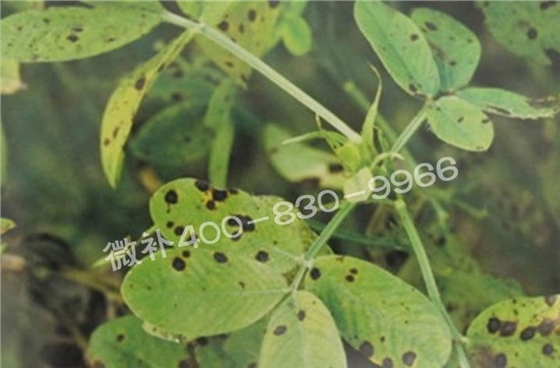 花生缺鉀與花生葉斑病有什么區(qū)別？