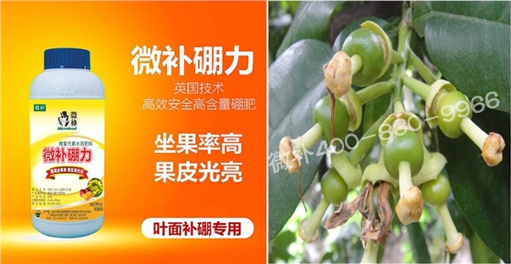 蜜柚促花壯花除了補(bǔ)磷還需要補(bǔ)硼鋅？