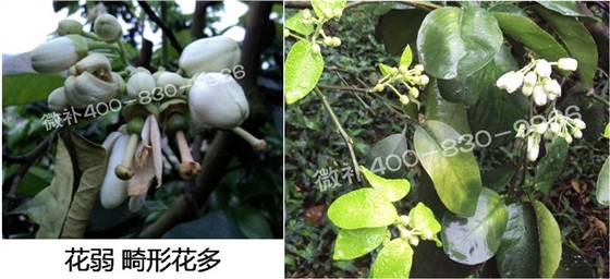 蜜柚促花壯花除了補(bǔ)磷還需要補(bǔ)硼鋅？
