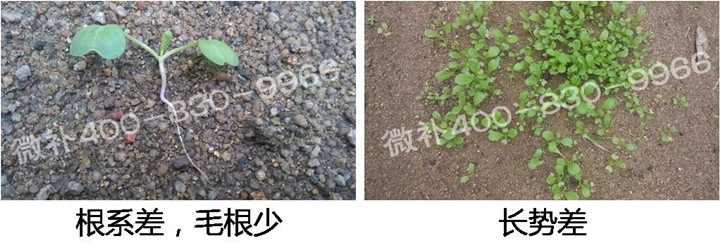 1、苗期前期（3-5片葉）.jpg