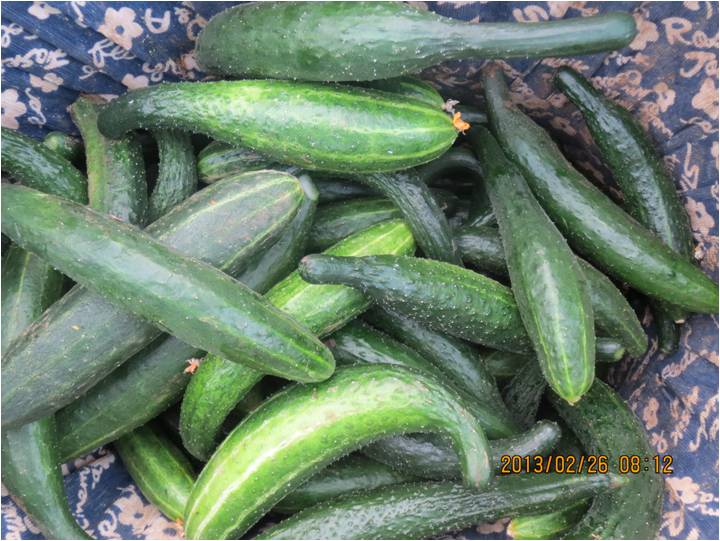 #微肥課堂#黃瓜味苦，天氣or肥料，到底誰之過？