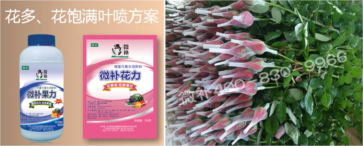 花卉也需要微補(bǔ)嗎？