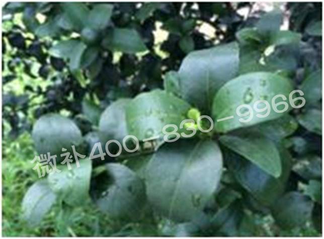 柑橘春梢弱，難抽發(fā)，到底是什么原因？