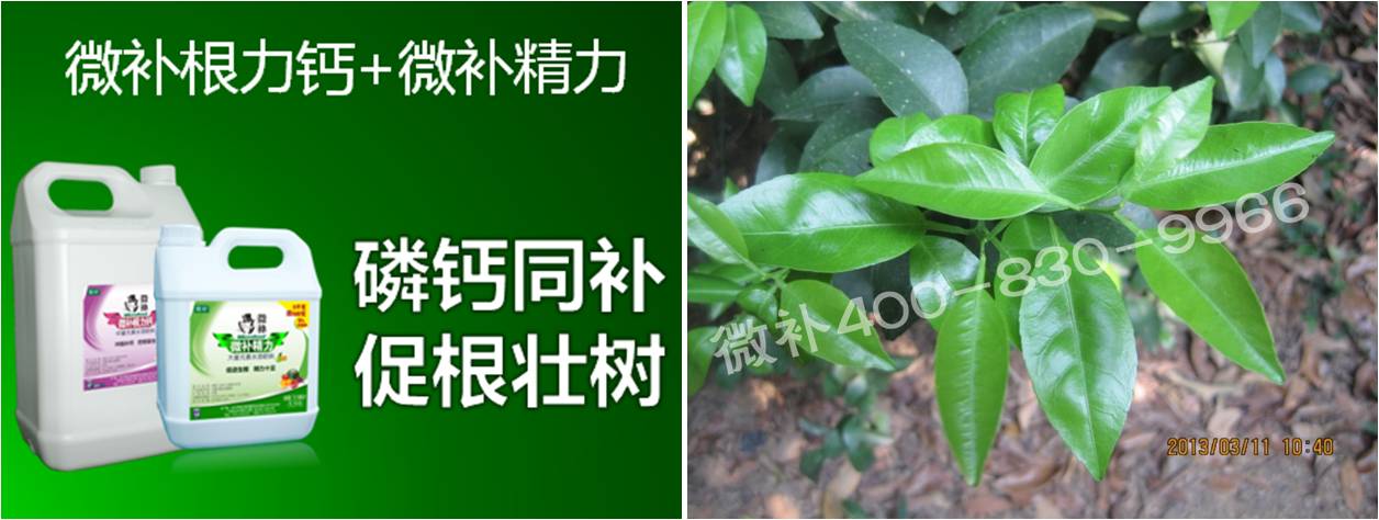 柑橘春梢弱，難抽發(fā)，到底是什么原因？