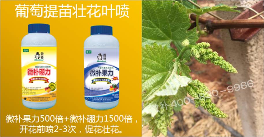 葡萄萌芽期如何預防倒春寒？