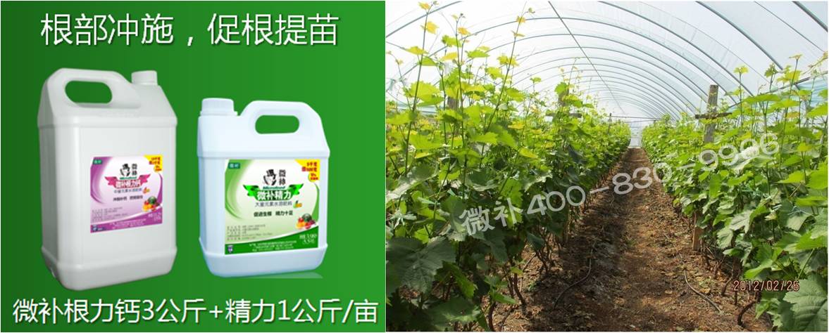 葡萄萌芽期如何預防倒春寒？