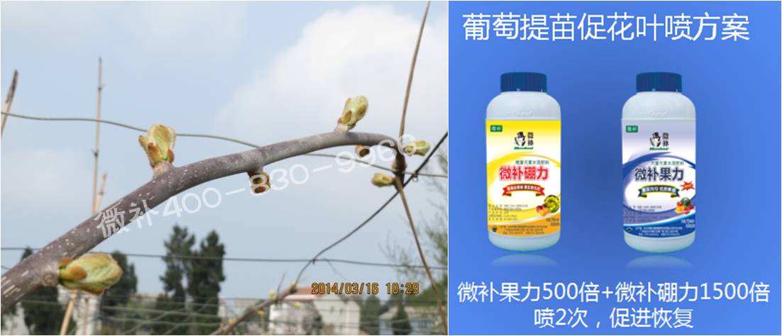 獼猴桃萌芽期如何施肥，才能促進(jìn)萌芽齊、萌芽壯？