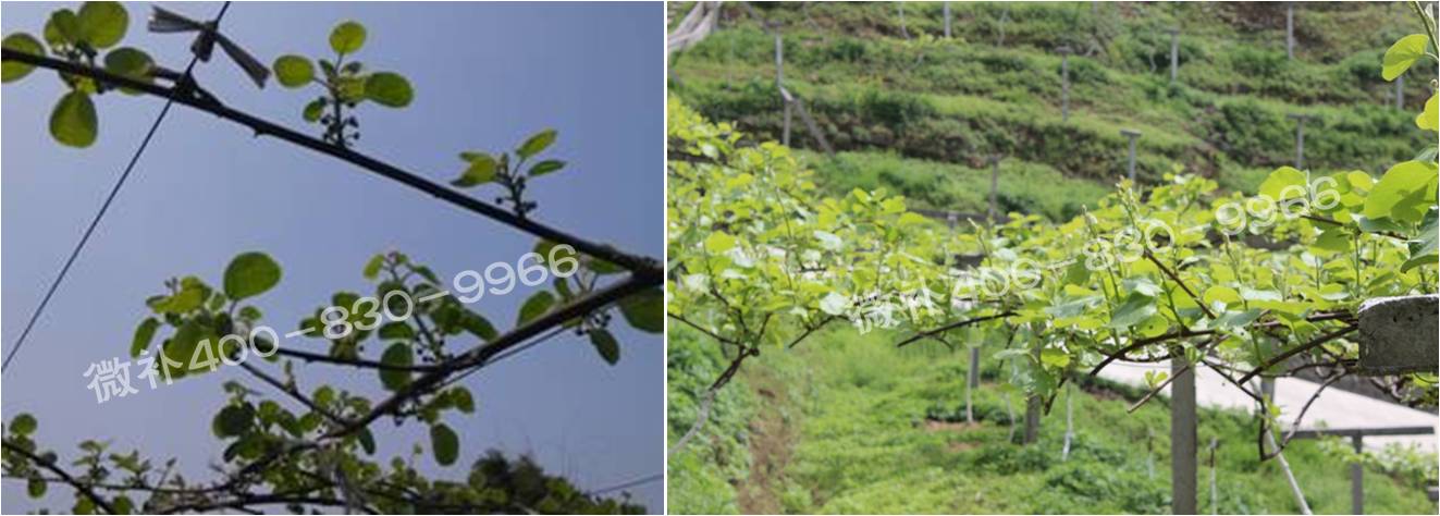 獼猴桃萌芽期如何施肥，才能促進(jìn)萌芽齊、萌芽壯？