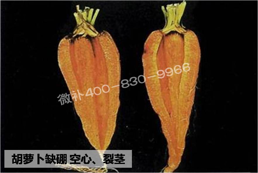 大田作物缺硼，就用高生物活性海藻液體硼，補硼更有效！