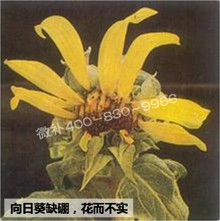大田作物缺硼，就用高生物活性海藻液體硼，補硼更有效！