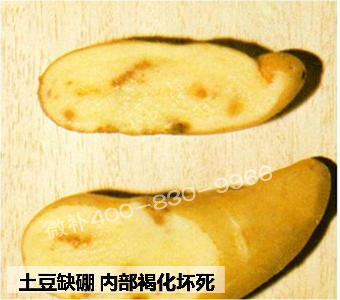 大田作物缺硼，就用高生物活性海藻液體硼，補硼更有效！