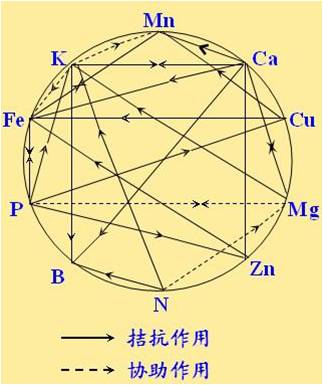 原料型鉀肥和鎂肥為什么會發(fā)生拮抗？