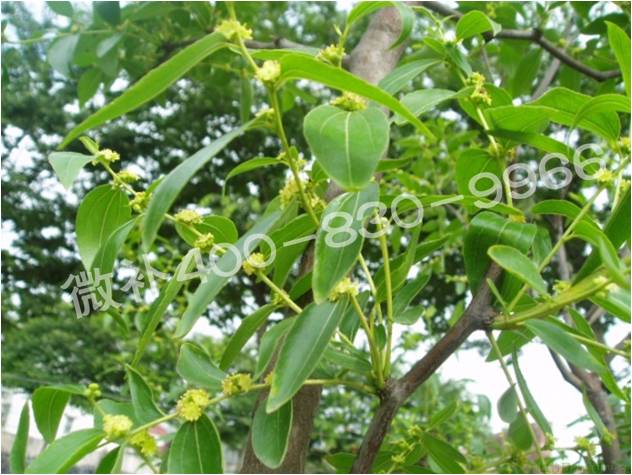冬棗萌芽后黃葉是缺鐵嗎？
