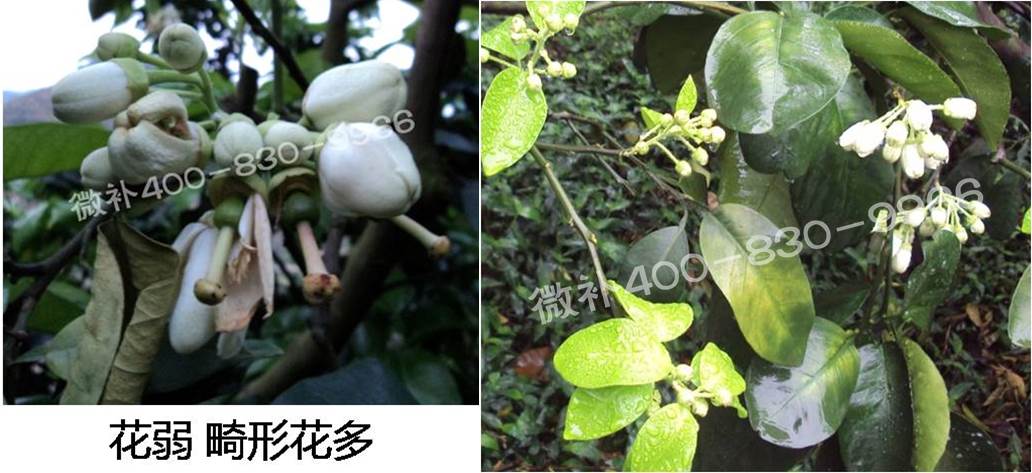 蜜柚促花壯花除了補磷還需要補硼鋅？