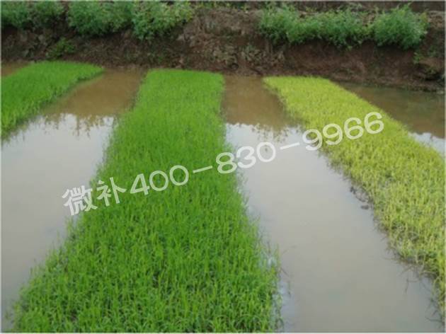 水稻黃秧、爛秧怎么辦？
