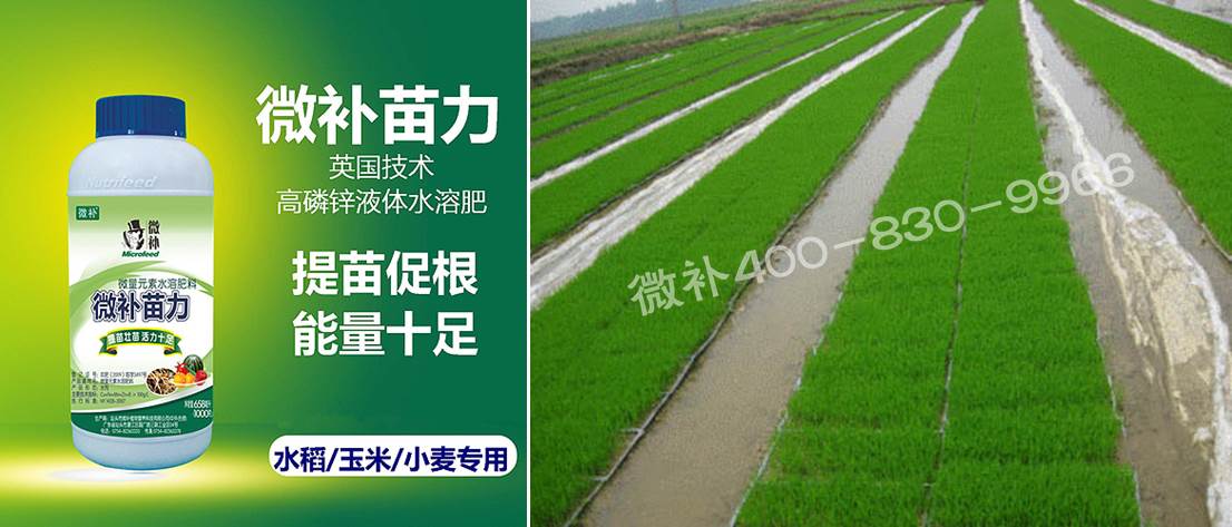 水稻黃秧、爛秧怎么辦？