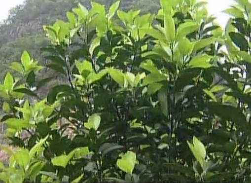 柑橘淋沖微補(bǔ)鈣肥，促根預(yù)防黃樹(shù)，樹(shù)壯保果品質(zhì)好