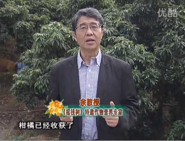 20160104珠江臺(tái)搖錢(qián)樹(shù)：防治柑橘黃樹(shù)、減少采后弱樹(shù) 撒微補(bǔ)倍力、噴碧力+壯力
