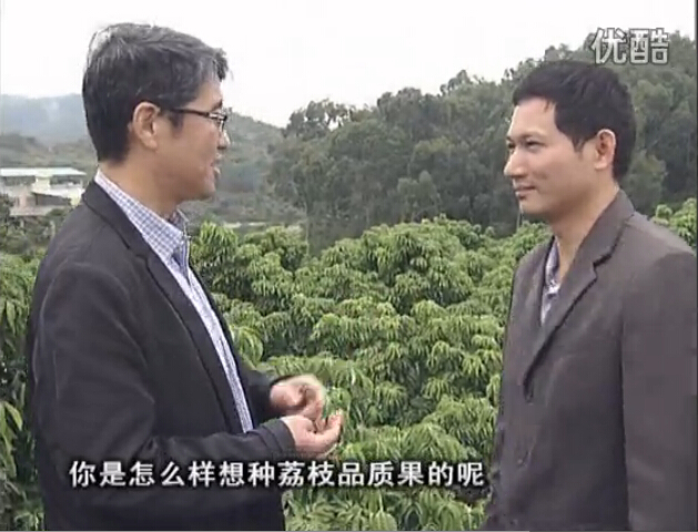 20160104珠江臺搖錢樹：補充所需微補營養(yǎng)，種出品質(zhì)荔枝，提高收益賣價！