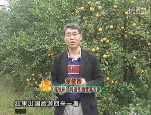 20160111珠江臺(tái)搖錢(qián)樹(shù)：貢柑大場(chǎng)樹(shù)弱黃葉，今年樹(shù)勢(shì)大翻身果靚還高價(jià)！