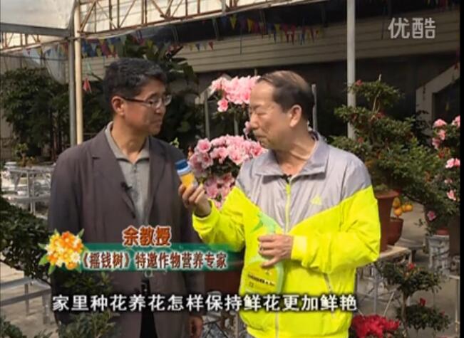 20160118珠江臺搖錢樹：家庭花卉用綠夫人600度鮮花營養(yǎng)液，花開鮮艷、花期長