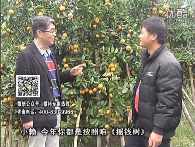 20160125珠江臺(tái)搖錢(qián)樹(shù)：如何解決柑橘兩大問(wèn)題：黃樹(shù)和果品質(zhì)差？