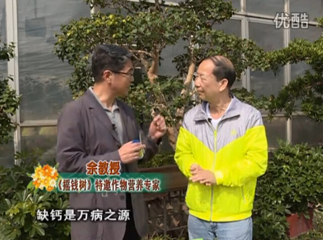 20160125珠江臺搖錢樹：家庭盆栽花卉噴綠夫人160度補鈣抗病液，長勢精神、抗病好