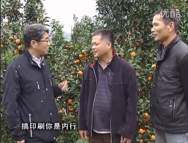 20160201珠江臺(tái)搖錢(qián)樹(shù)：開(kāi)印刷廠改行種柑橘，保樹(shù)靚今年還高產(chǎn)？