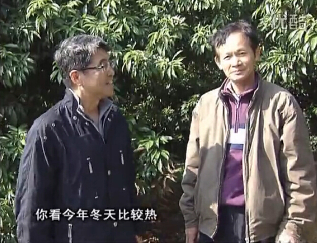 20160201珠江臺搖錢樹：暖冬荔枝易沖梢，如何促花壯花好？看微補