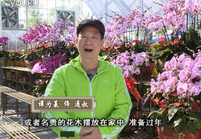 20160201珠江臺搖錢樹：新春家養(yǎng)花卉、盆栽，如何養(yǎng)護葉子、鮮花、果子保鮮更長？