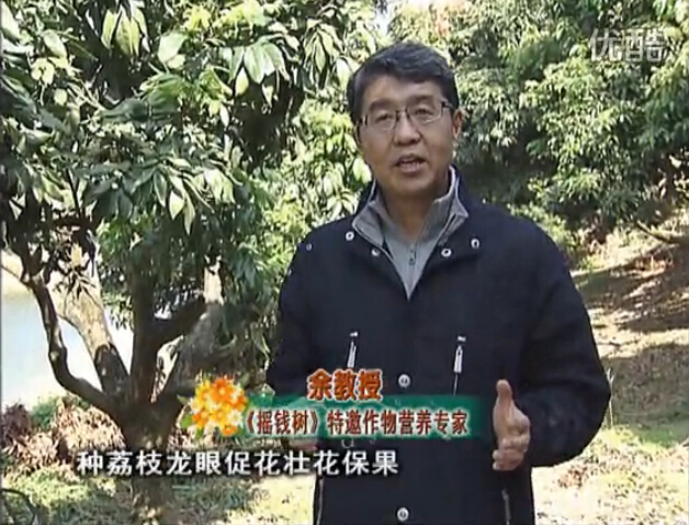 20160215珠江臺搖錢樹：龍眼撒微補倍力、噴花力+碧力，補鈣鎂鋅硼保葉壯花