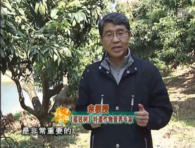 20160215珠江臺搖錢樹：名貴花木盆景，用綠夫人系列保葉、花靚、又抗病