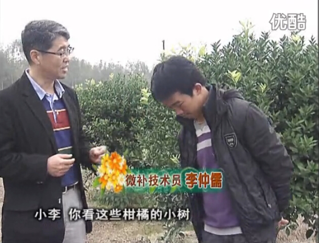 20160215珠江臺(tái)搖錢(qián)樹(shù)：柑橘小樹(shù)頭年掛果撒微補(bǔ)倍力、噴花力+碧力，壯樹(shù)促花好