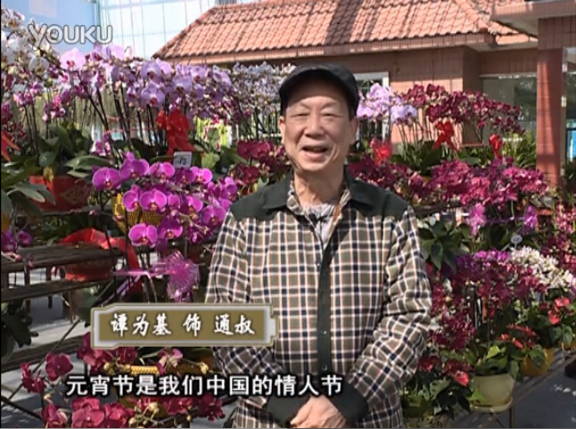 20160222珠江臺搖錢樹：用綠夫人營養(yǎng)液，簡單種花都能養(yǎng)得靚