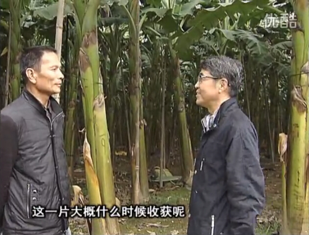 20160222珠江臺搖錢樹：粉蕉用微補方案，抽蕉好、葉干邊爛頭少