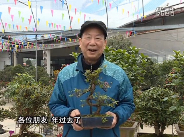 20160229珠江臺搖錢樹：盆景換盆養(yǎng)護，用綠夫人營養(yǎng)液恢復生機