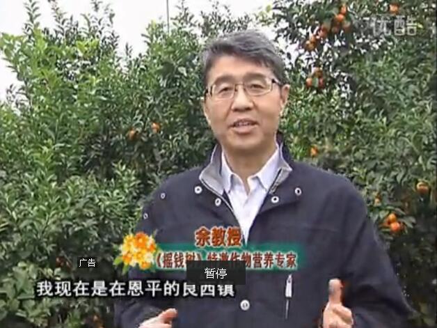 20160229珠江臺(tái)搖錢樹：柑橘用微補(bǔ)全年方案，黃樹恢復(fù)、果品質(zhì)好賣價(jià)高