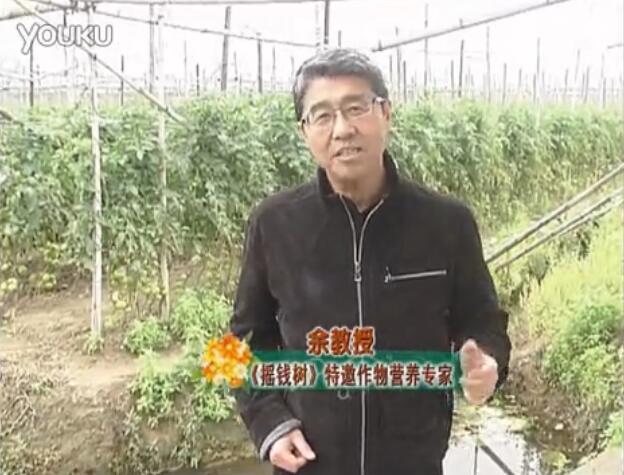 20160307珠江臺搖錢樹：天冷蔬菜有價(jià)卻無產(chǎn)？用微補(bǔ)方案苗壯保葉有產(chǎn)！