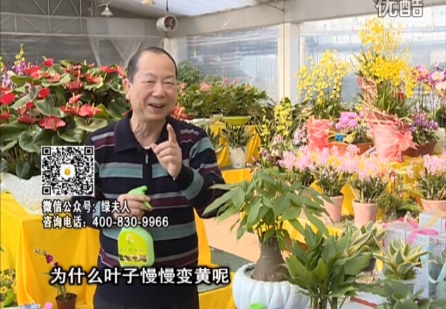 20160307珠江臺搖錢樹：陰生植物也不好種，黃葉多長勢弱？用綠夫人來呵護(hù)