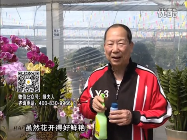 20160314珠江臺搖錢樹：家種鮮花、鮮切花，用綠夫人600度鮮花液?；ㄆG、花期長