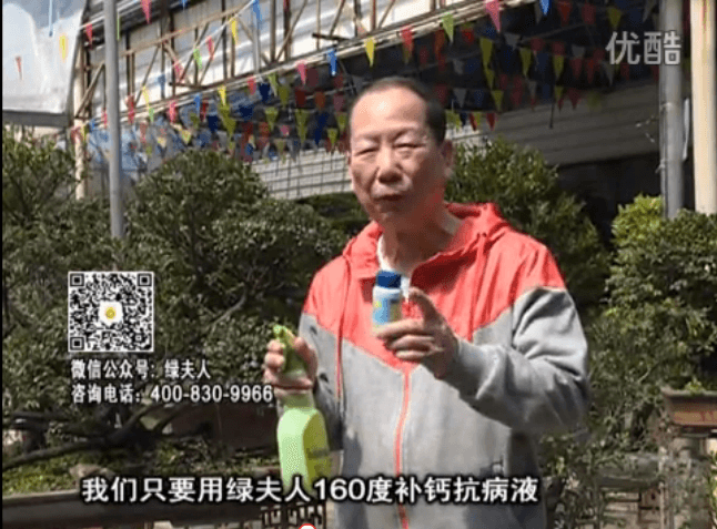 ?20160321珠江臺搖錢樹：盆栽花卉用綠夫人160度補(bǔ)鈣抗病液，低溫陰雨天長勢壯、抗病好