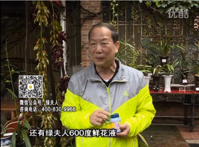 20160404珠江臺搖錢樹：養(yǎng)禾雀花等盆栽，用綠夫人營養(yǎng)液養(yǎng)得好又增色