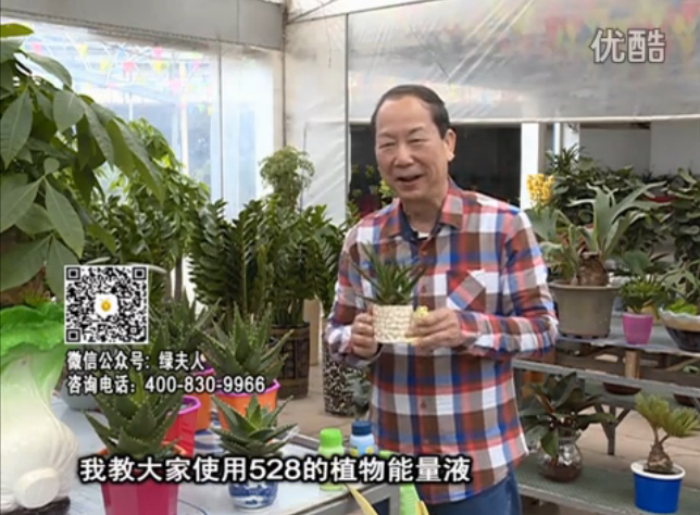 20160425珠江臺搖錢樹：室內(nèi)綠植用綠夫人營養(yǎng)液，補(bǔ)充營養(yǎng)健康又環(huán)保